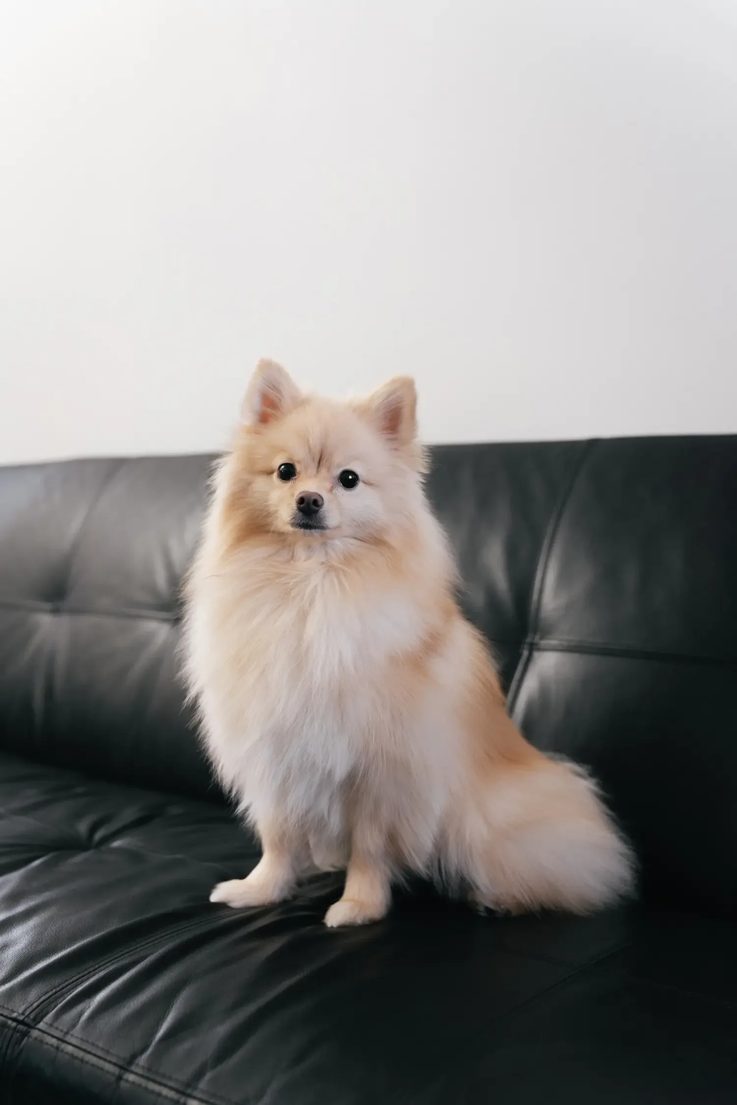 Dog photography 3